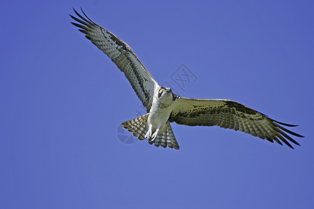 奥斯佩里翅膀蓝色鱼鹰动物荒野鲇鱼飞行天空图片