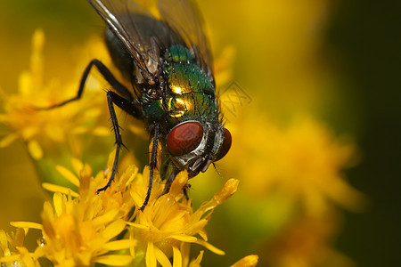 花上苍蝇的宏漏洞红色黄色黑色眼睛昆虫害虫房子翅膀花朵图片