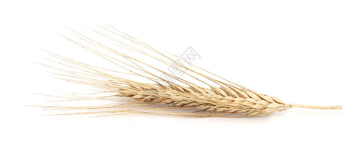 小麦耳朵农业金子食物玉米粮食收成收获稻草植物谷物图片
