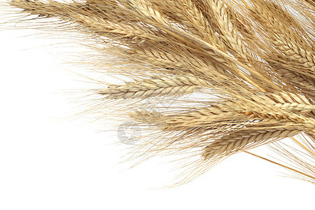 小麦耳朵粮食食物面包金子收获农业植物收成稻草白色图片