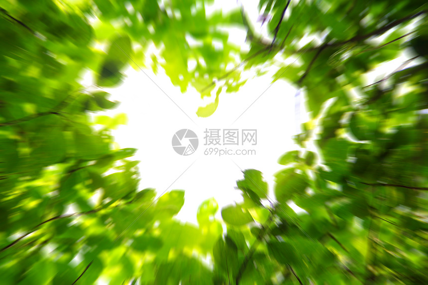 爱的自然概念环境天空树干木头绿色运动白色森林叶子生活图片