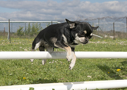 跳跃的吉娃娃运动伴侣训练竞赛黑色闲暇犬类动物白色活动图片