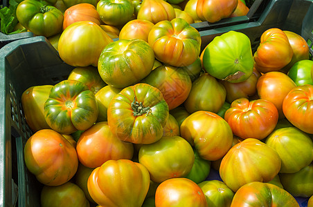 新鲜绿色青红番茄市场零售画幅水平特价生产西红柿收成摊位食物图片