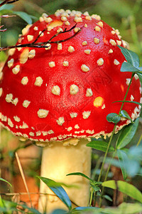 蘑菇森林红色菌类生物学苔藓药品危险叶子毒菌图片
