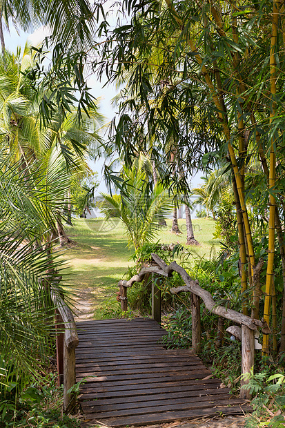 丛林中的木桥途径森林公园竹子花园棕榈橙子荒野场景环境图片