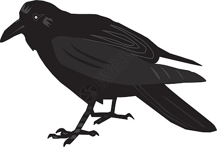 雷文账单灰色野生动物插图啄木鸟翅膀精神黑色羽毛讲台背景图片