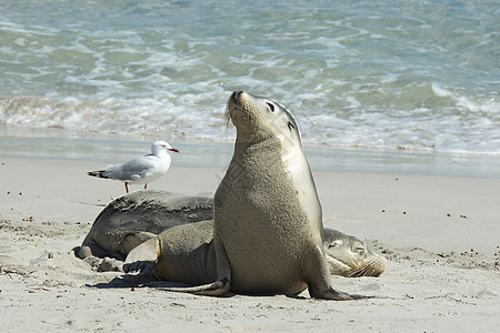 澳大利亚海狮 澳大利亚毛皮海岸线海滩海岸海豹哺乳动物海湾野生动物旅行沙滩图片