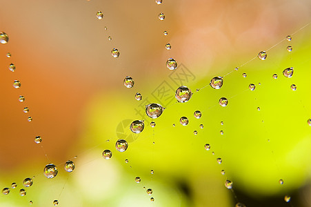 蜘蛛网上的水滴昆虫圆圈世界反射反思网络水晶珍珠旋转丝绸图片
