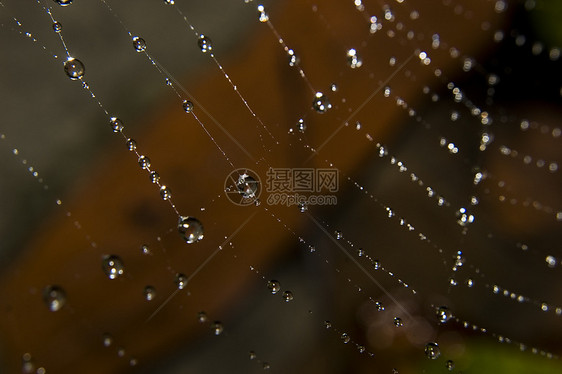 蜘蛛网上的水滴危险宏观反射世界网络几何学珍珠昆虫水晶旋转图片