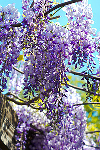 紫藤树西部地区气候蓝色园艺紫色文化天空植物紫丁香活力薰衣草背景