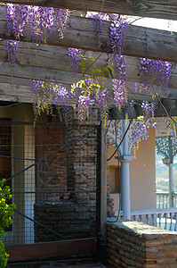 西部地区紫丁香花园花朵植物气候蓝色薰衣草美丽花瓣文化图片