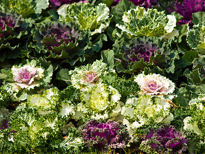 自然界多彩的花朵卷心菜图片