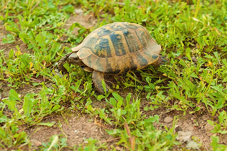 海龟在草地上行走 侧向图片