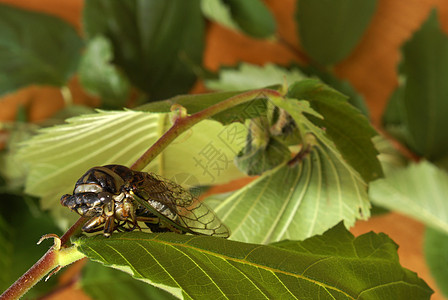 塞卡达蒂比肯戴维斯森林害虫荒野眼睛棕色叶子翅膀水平野生动物环境图片