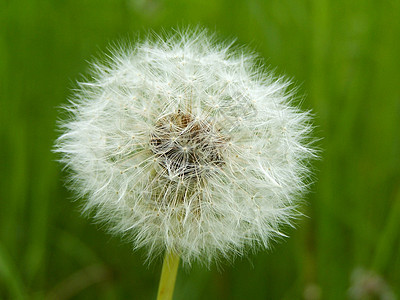 花层环境美丽脆弱性自由柔软度植物群种子生长生活植物学图片