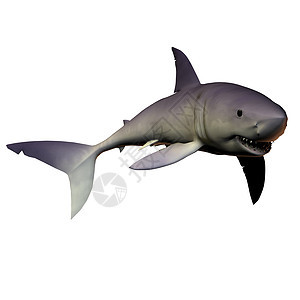 灰鲭鲨 01图片