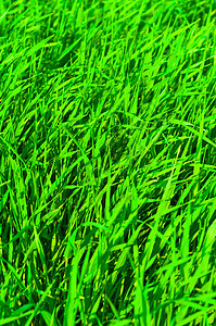 青绿新绿草公园场地草本植物环境土地园艺叶子牧场墙纸足球图片