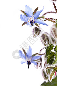 凉花花药品乡村白色花园农村药材季节性植物蓝色星花图片