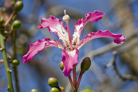 丝绸的花朵热带宏观粉色丝绵木棉图片