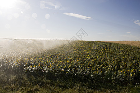 向日向外的灌溉系统农田农业洒水器生长机器农场向日葵工业场地乡村图片