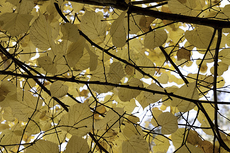 树上的秋叶季节森林橙子叶子公园黄色阳光季节性活力棕色图片