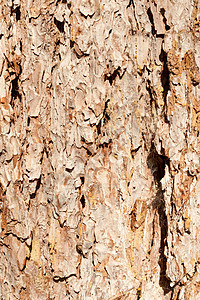 树干植物木头窗饰崎岖风化软木森林环境材料松树图片