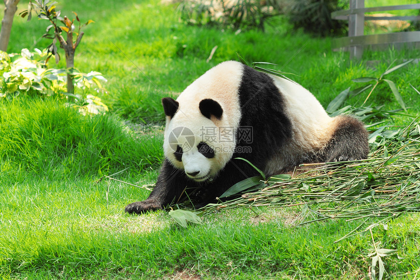 熊猫濒危动物园食物竹子黑色白色图片