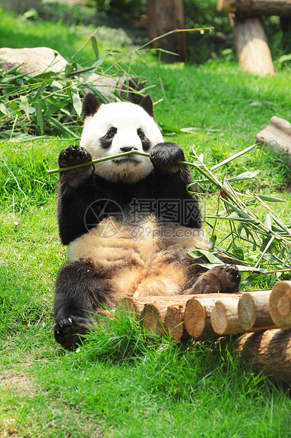 熊猫白色食物黑色动物园濒危竹子图片