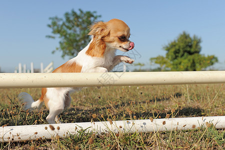 跳跃的吉娃娃伴侣场地宠物舌头运动动物犬类棕色白色图片