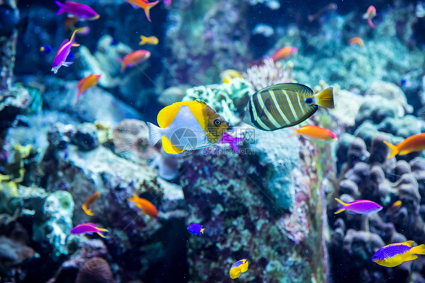 珊瑚礁上的水族馆热带鱼类殖民地生活海绵架子息肉购物中心异国潜水太阳光荒野图片