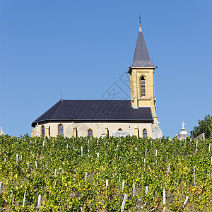 葡萄园和教堂教会乡村国家酒业藤蔓外观植被植物农村栽培背景图片