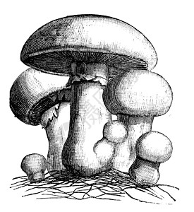 阿加里库斯野营或草地蘑菇雕刻图片