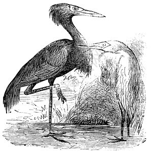 雕刻红树枝(Ardea rufa或)图片