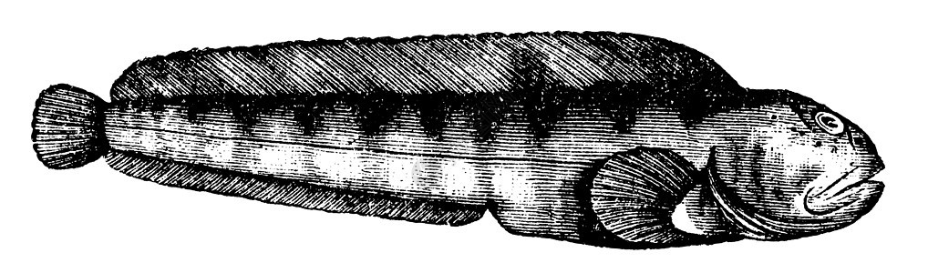 海狼 大西洋大鱼或蚂蚁 或者亚马拉希恰斯食物雕刻艺术品狼疮鲶鱼绘画艺术插图打印犁骨图片