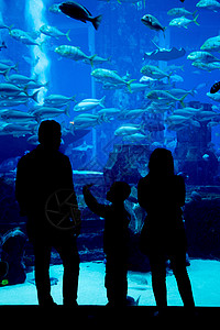 棕榈岛的迪拜亚特兰蒂斯旅馆中的大型水族馆图片
