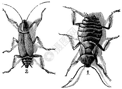 男性和女性蟑螂左男右女vint生物生物学绘画艺术品昆虫档案打印插图草图艺术背景图片