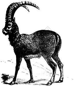 Alpine Ibex或Capra ibex 山羊 古代雕刻脊椎动物反刍动物动物牛科古董生物草图偶数牛角打印图片