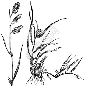 或被子男性单子植物绘画草图植物科打印女性草原图片