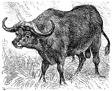 非洲水牛或雕刻打印插图哺乳动物草图哺乳合力牛科家畜艺术品动物图片