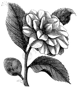 骆驼或玫瑰 冬季古代雕刻香水脆弱性插图植物粳稻香味茶花打印植物群绘画图片