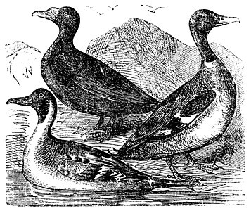 马拉德 北雪佛兰和普通鸭子或淡水鸭嘴鸟池塘淡水插图野生动物雕刻绘画动物打印游泳图片