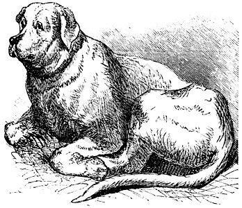 圣伯纳德古代雕刻宠物农场打猎犬类训练小狗脊椎动物插图古董伴侣图片