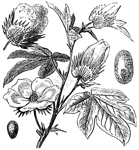 皮马棉花或南美洲棉花或克里奥尔或海岛绘画植物棉布植物学艺术品叶子皮马生产药品艺术图片