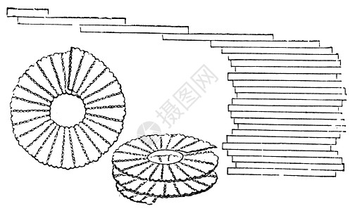 插图 古代刻字插图生物学雕刻中心生物艺术艺术品植物白话羽状绘画图片