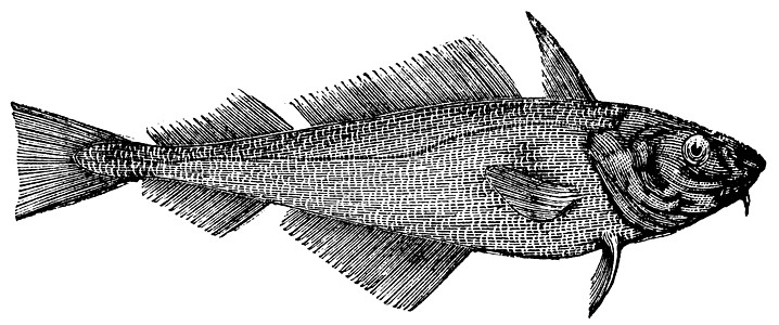 Haddock 或离岸哈克或梅兰马斯脊椎动物古董动物学威胁荒野艺术野生动物海鲜渔业食物图片