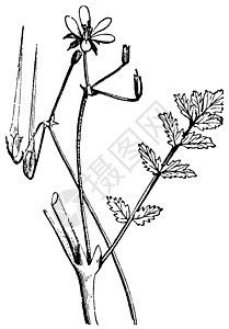普通鹳嘴或或灌木细丝雕刻植物群古董账单植物学草本植物蚀刻叶子图片