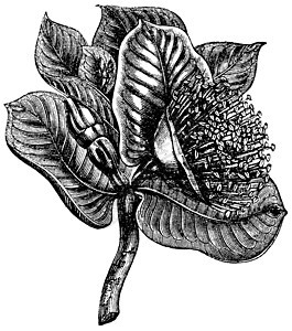 Mottlecah 或古代雕刻插图桃金鹿茸花园植物植物学灌木植物群坚果种子图片