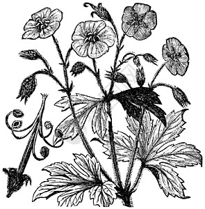 斑点或金锰久年雕刻睡帽绘画农业明矾艺术品药品古董植物花朵荒野图片