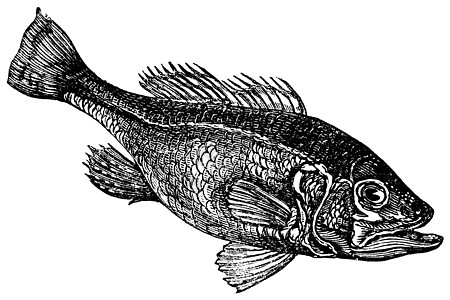 大口大嘴低音米克罗密特地沙摩底或宽嘴低音野生动物淡水鳟鱼艺术品蚀刻插图古董嘴巴海鲜大口图片