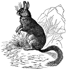 Viscachas或Vizcachas 古代雕刻艺术维叶野生动物内脏动物插图艺术品胡须兔兔古董图片